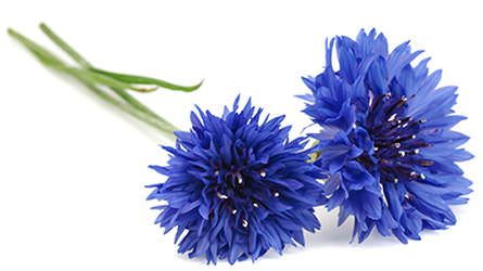 Cornflower.jpg