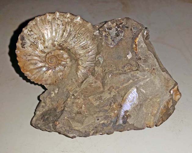 Ammonite in Sedimentary Rock - South Dakota.jpg
